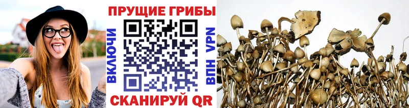 Галлюциногенные грибы Cubensis даркнет какой сайт Саянск
